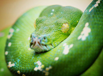 Close-up of snake on leaf