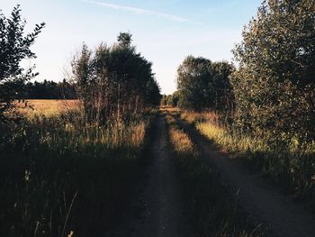 Road passing through forest