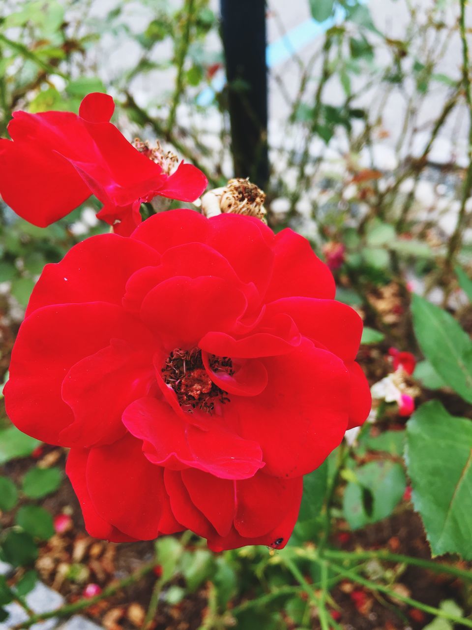 CLOSE-UP OF POPPY BLOOMING OUTDOORS