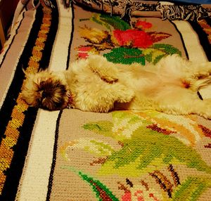 Cat sleeping on bed