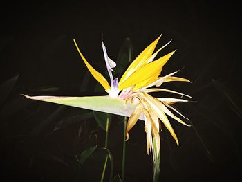 Close-up of fresh yellow flower