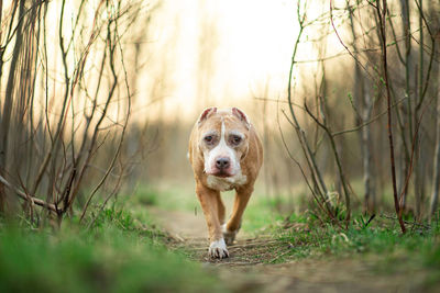Portrait of dog standing in grass