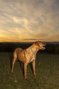 Horse standing on field against sky during sunset