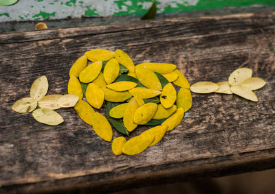 Close-up of yellow flower on wood