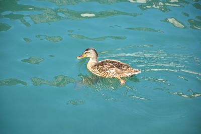 Duck swimming in lake