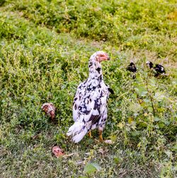 View of a chicks on field