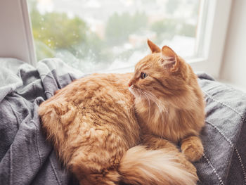 Cute ginger cat lying on blanket. fluffy pet on window sill. it's raining outside. domestic animal 