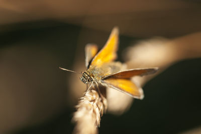 Close-up of butterfly on plant