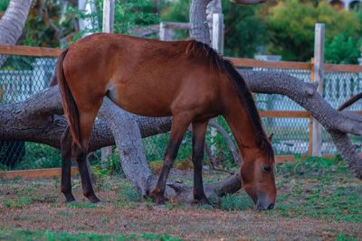 Horse standing in ranch