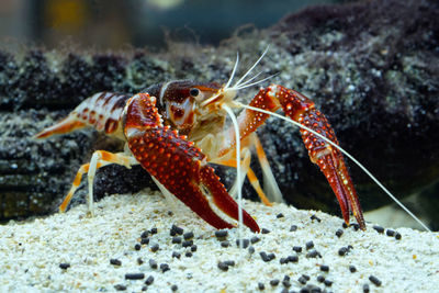 Close-up of crab in sea