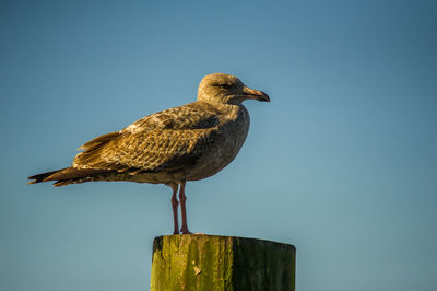 Low angle view of seagull perching on wooden post against clear sky