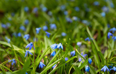 Close-up of purple flowering plants on field