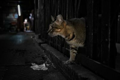 Close-up of cat on floor