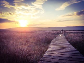 Sun shining through trees