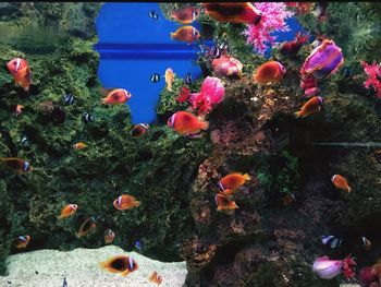 Close-up of coral underwater