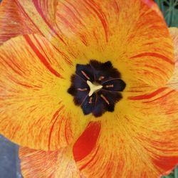 Close-up of orange flower