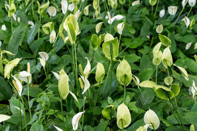 High angle view of flowering plants on field