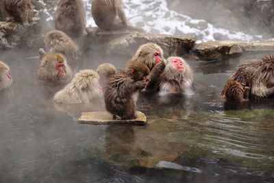 Japanese macaques in hot spring during winter