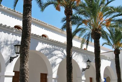 Low angle view of palm trees against sky