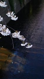 Lotus floating on water