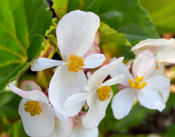 Close-up of white flowering plant