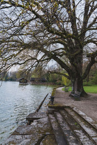 Footpath by trees in park