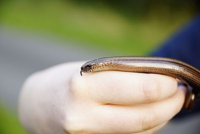 Close-up of insect on hand