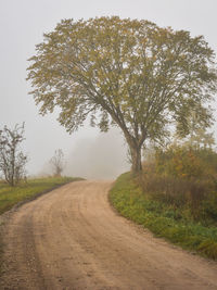 Dirt road along trees and plants