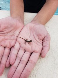 High angle view of human hand holding insect