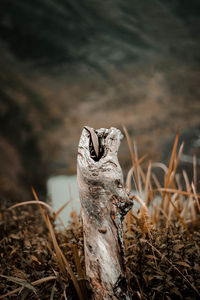 Close-up of dried plant on field