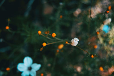 Close-up of orange flower against blurred background