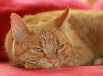 Tabby domestic cat lies dozing on a red sofa and looks into the distance