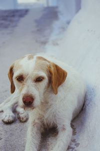 Portrait of dog sitting on snow