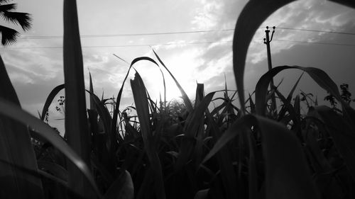 Close-up of crop in field