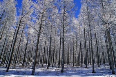 Pine trees in forest during winter