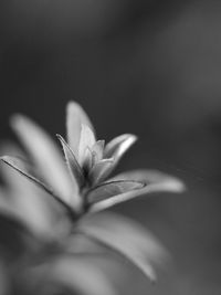 Close-up of plant growing outdoors