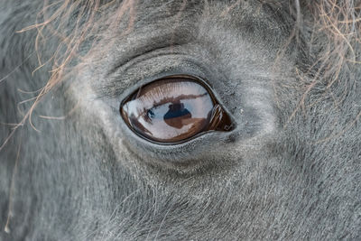 Close-up of eye