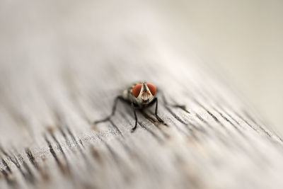 Tilt-shift image of housefly on wood