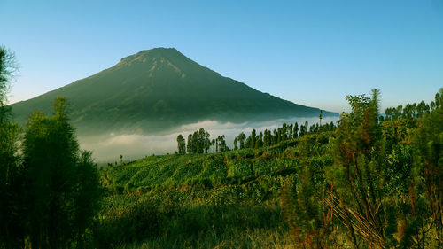 Scenic view of trees against clear sky