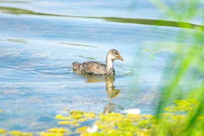 Duck swimming in a lake