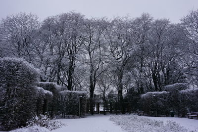 Snow covered bare trees against sky