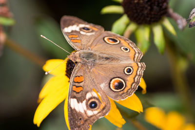 Close-up of butterfly pollinating flower