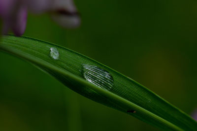 Close-up of wet plant leaves