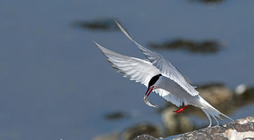 Close-up of bird flying against sky