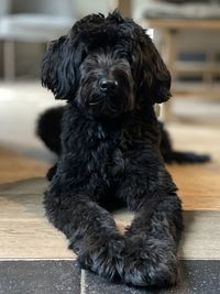 Labradoodle 