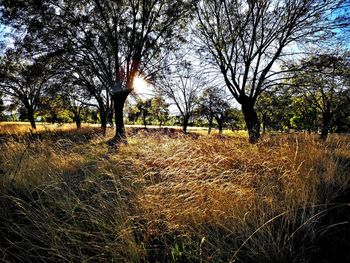 Trees on field against sky