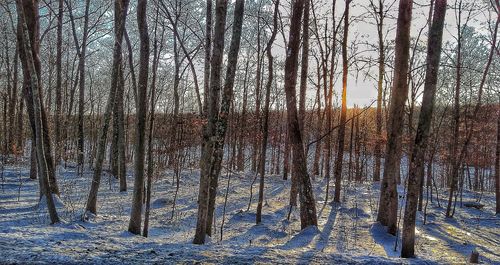 Bare trees in forest during winter