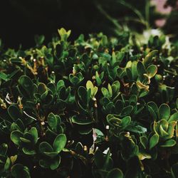 Close-up of plants growing on land