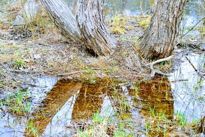 Reflection of trees in lake