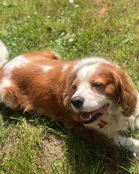 High angle view of dog relaxing on field